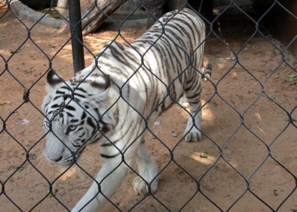 オウムのためのSS316動物園50mmの穴の鳥の飼鳥園の網