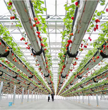 SAINPOLY Easily Assembled Fruit Growing Greenhouse Strawberry Production