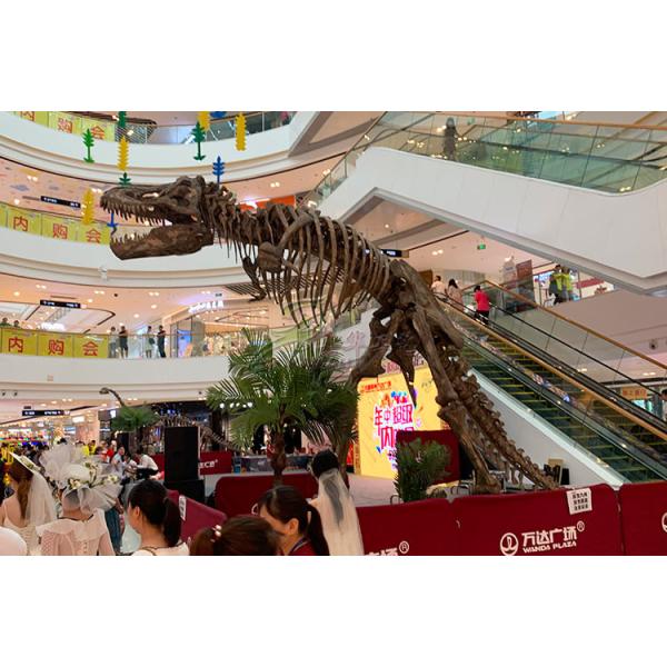 Indoor / Outdoor Exhibition Dinosaur Skeleton Bones Replicas With Steel Frame