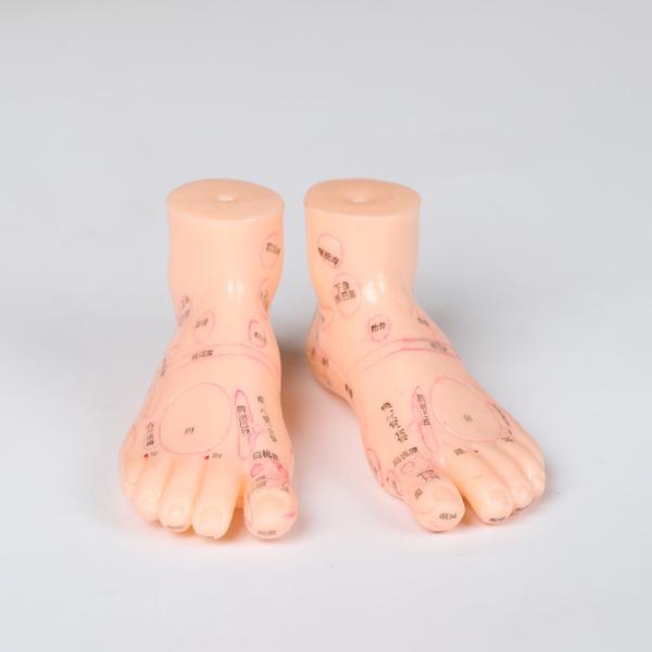 Material do PVC do modelo da massagem do pé da medicina chinesa de 20CM 13/17/19 de cm