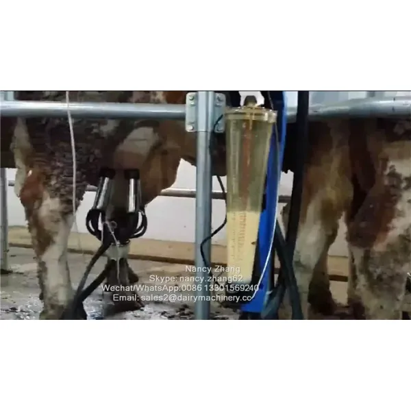 Flow Milk Meter Herringbone Milking Parlor System with ACR Automatic Cluster Remover and Waikato Milk Meter for Cows
