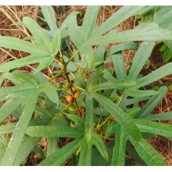 Herbes Pêche à cinq doigts Suppléments à base de plantes chinoises OEM ODM