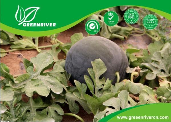 Dark green Organic Watermelon Seeds with Sugar content 11.5% , Black