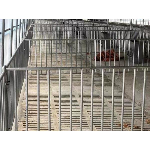 Sow Cages Livestock Farm Equipment Gilt Sow Gestation Stalls