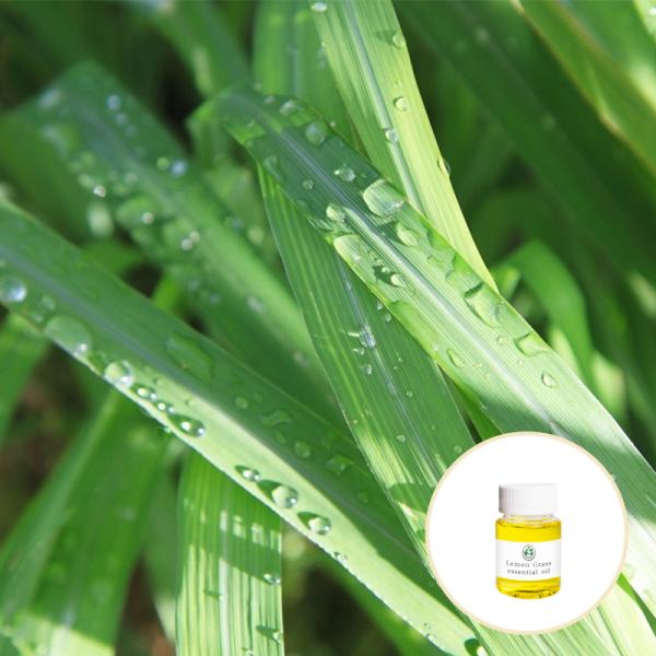 Cas 8007 02 1 Wholesale price Pure natural Organic Lemon Grass oil For Aromatherapy