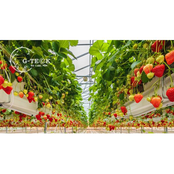 Light Yellow Soy Protein Powder