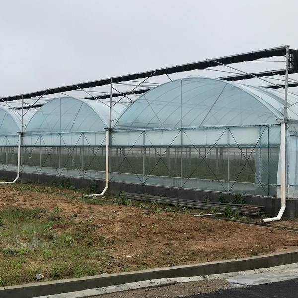 Hot Galvanized Steel Pipe Customized Layer Multi-span Film Greenhouse for High Output