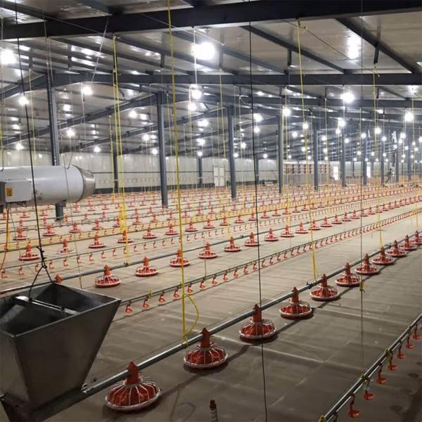 Économique Structure en acier léger Poulet maison, bâtiments agricoles préfabriqués