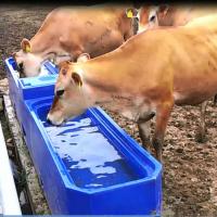 Calha azul da água do animal do comprimento 4m do tanque de água dos rebanhos animais da cor LLDPE