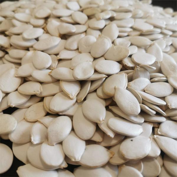 Семена высококачественных тыквенных семян с влажностью 7% максимум