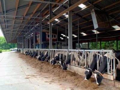 Étable pour vaches laitières en structure légère en acier préfabriquée