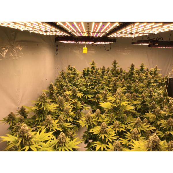 Регулируемый спектр Pre собрал Odm OEM коммерчески садоводства Lm301h Сеула 385nm 720W