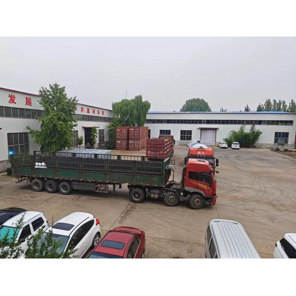 Видео Выходящая инспекция Гидропоническая теплица для производства зеленых листовых овощей