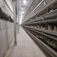 Type Q235 de H étendant la capacité d'oiseaux de la cage 54-240 de poulet de couche d'oeufs