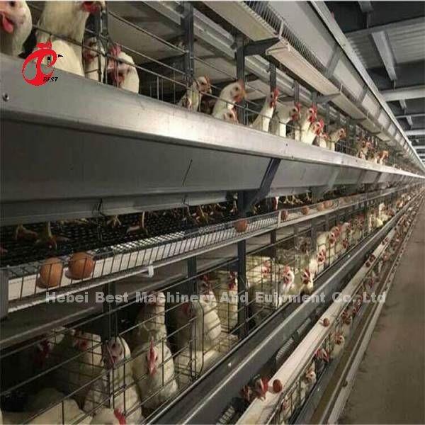 Widely Used Iron Wire Poultry Layer Cage For Commercial Chicken  Mia