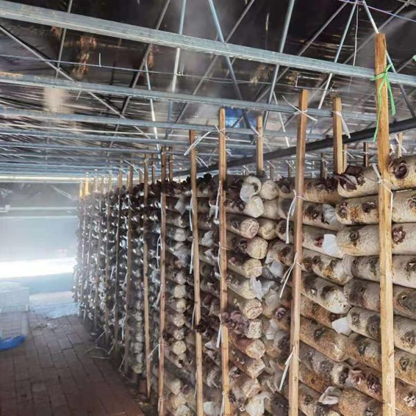 Agriculture Chinese Organic Mushroom Management Greenhouse Single-Span Greenhouses