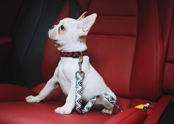 Polyester Pet Car Seatbelt Jeep Heavy Duty Dog Car Seat Belt Pet Collar Leash