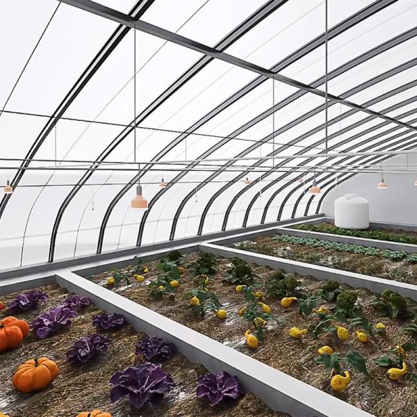 Full Payment Juxiang prime s Illuminate Sunlight Greenhouse for Tomato Film Cover Material