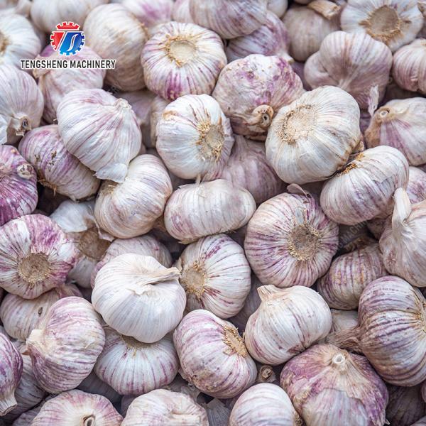 Garlic splitting machine minced garlic processing production Line