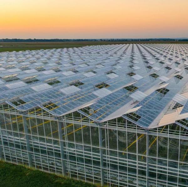 Commercial Greenhouse JX-h0075 Hydroponic Growing System for Vegetable Production