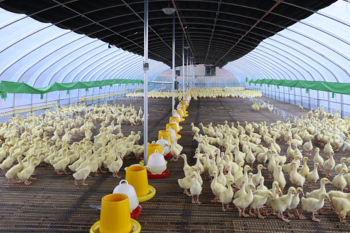 High Load Capacity Goose Farming Equipment Automatic Water Bath Reinforced Slatted Floor