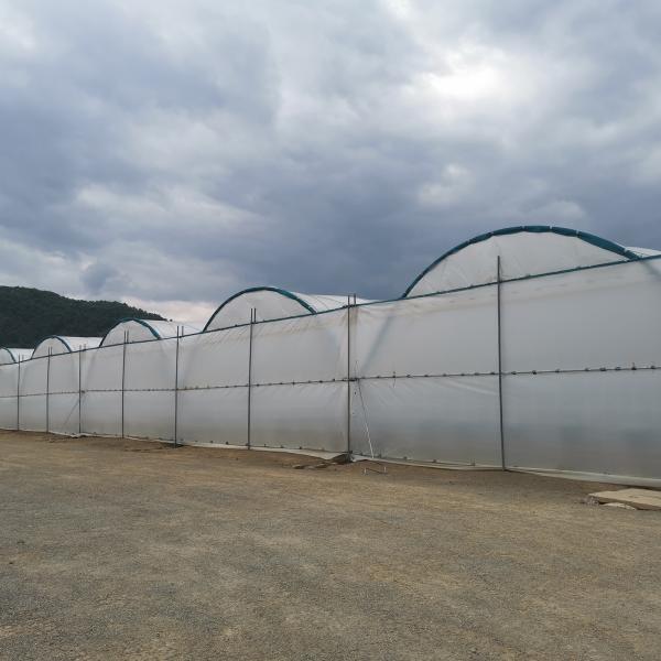 Large Multi-Span Rain Shelter Greenhouse with PE Film Covering and Hot Galvanized Steel Frame