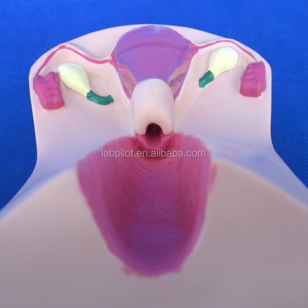 PVC IUD Contraception Simulator The Ideal Teaching Tool for Family Planning