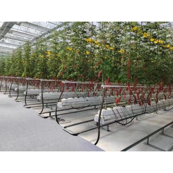Greenhouse Substrate Cultivation Solution Suitable for Cucumbers Chills Tomatoes Strawberries Soilless Cultivation