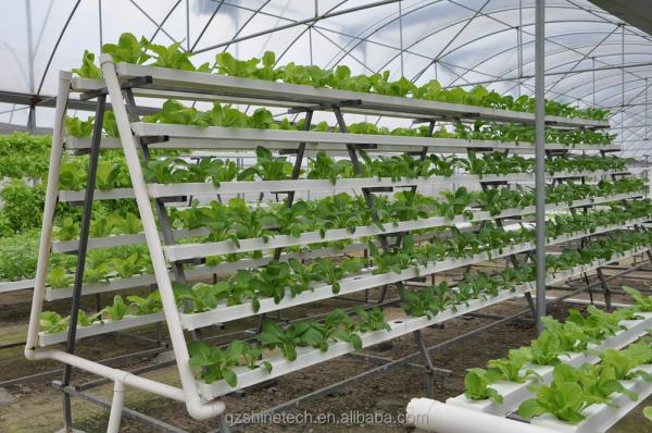 Video Outgoing Inspection Hydroponic Greenhouse For Leafy Green Vegetable Production