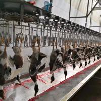 Máquina de abate de galinha, ganso, peru e pato 1000BPH Máquina de processamento de aves de capoeira