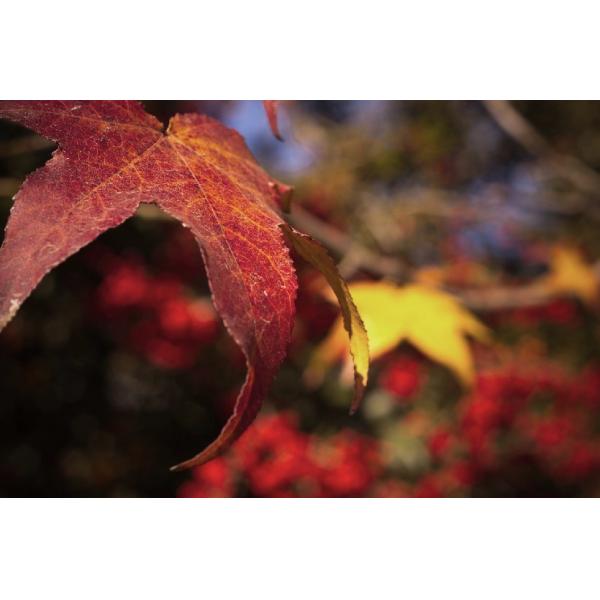 4300 Lumens Wireless Projectors Portable Lcd Projector For Classrooms