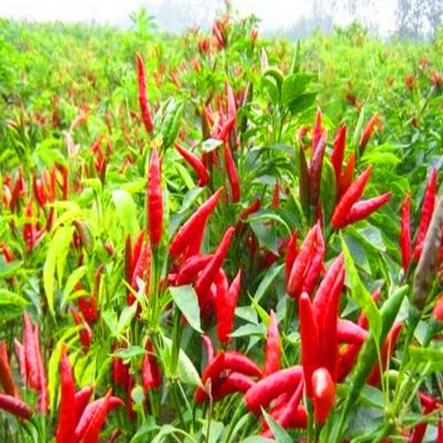 Pimentão de Olho de Pássaro Secado de qualidade superior Pequeno 50000SHU 1 kg Vermelho