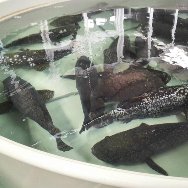 Temperature Controllable High Density Recirculated Aquaculture System RAS Farming System