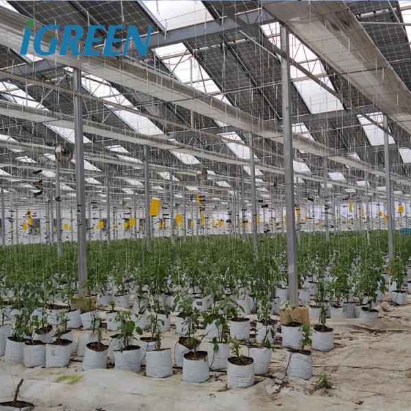 Solar Gray Polycarbonate Sheet Greenhouse For Aquaponics Farming System