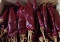 Pimentas vermelhas secadas quentes médias 10000SHU do Chile da umidade do pimentão 12% de Guajillo
