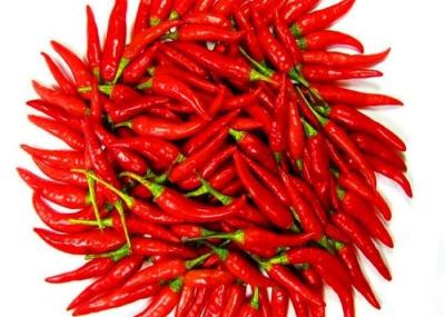 O PBF secou chineses das pimentas do olho dos pássaros com sementes 15000SHU
