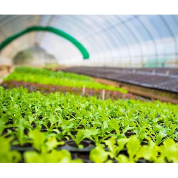 Multi-Span Single-Pan Hydroponic Tomato Cultivation Greenhouse for Aquaculture Market