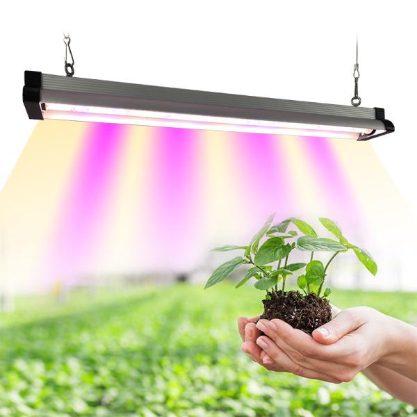 l'horticulture de 20w 30w 60w Samsung Lm281b LED se développent légère