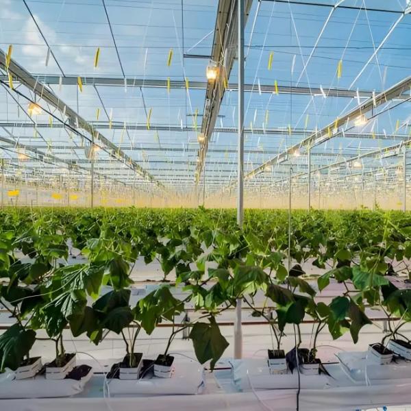 High - performance Venlo Glass Greenhouse for Bell Pepper  Growing
