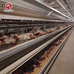 H Type Layer Chicken Cage System | Automatic Poultry Equipment for Commercial
