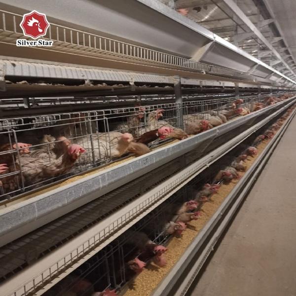 H Type Layer Chicken Cage System | Automatic Poultry Equipment for Commercial Egg Farms