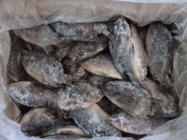 Frozen Tilapia Whole Round Size 100-200