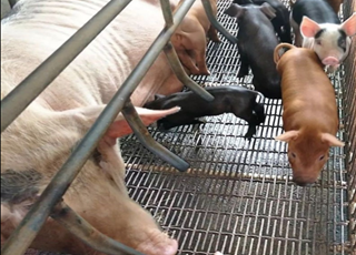 Экран 1200mm 1500mm ячеистой сети волнистой проволки нержавеющей стали Velp 0.7mm вибрируя