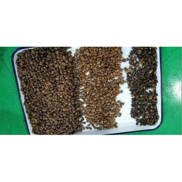 Chinese Grade A Coffee Beans With Wholesale Arabica Green Coffee Bean