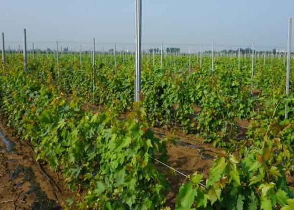 Hot Dipped Galvanized Garden Trellis Posts 50x34mm Size Simply Install Wire