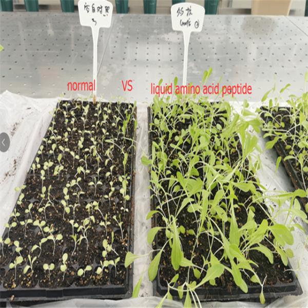 Adubo líquido do ácido aminado Nontoxic para vegetais da estufa