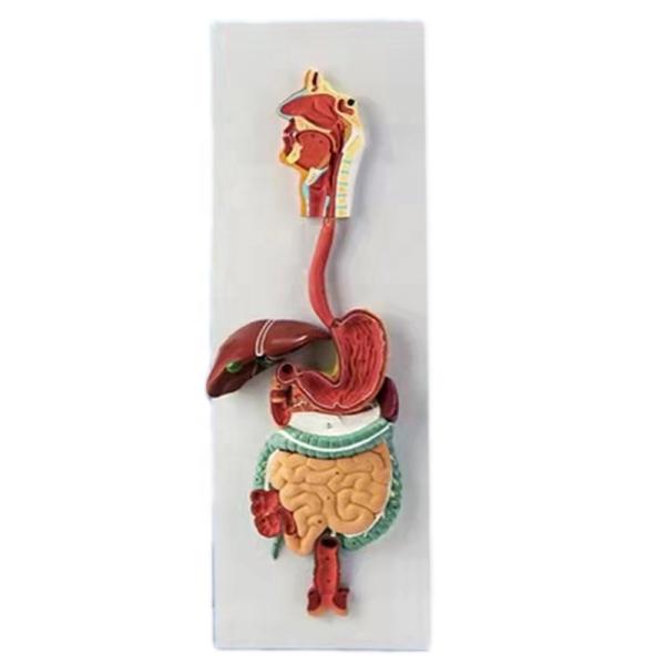 Advanced PVC 3D Human Digestive System Anatomical Model for Medical Demonstrations