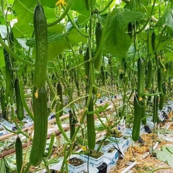 Venlo Greenhouse Commercial Polycarbonate Greenhouse For Seeds Vegetables Hydroponic Tomato Cucumber