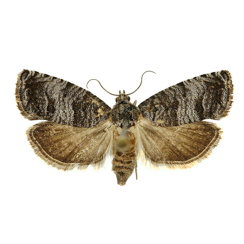 Pheromone Lure for Cydia pyrivora