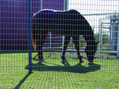 Оцинкованная железная проволочная сетка строительство сварная сеть сварная проволочная сетка оцинкованная сварная проволочная сетка